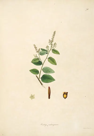 Plants of the coast of Coromandel Pl.076 by William Roxburgh, 1795-1819 — digital art print download