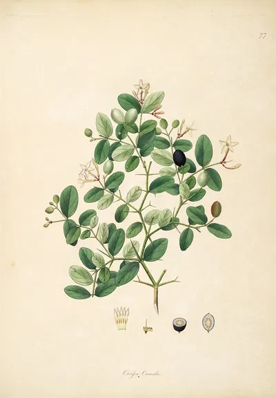 Plants of the coast of Coromandel Pl.077 by William Roxburgh, 1795-1819 — digital art print download