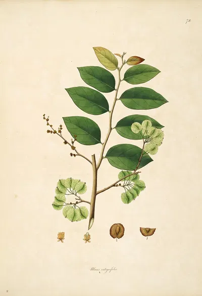 Plants of the coast of Coromandel Pl.078 by William Roxburgh, 1795-1819 — digital art print download