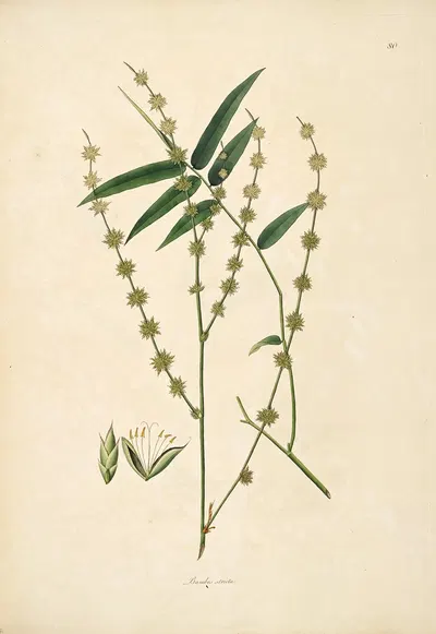 Plants of the coast of Coromandel Pl.080 by William Roxburgh, 1795-1819 — digital art print download