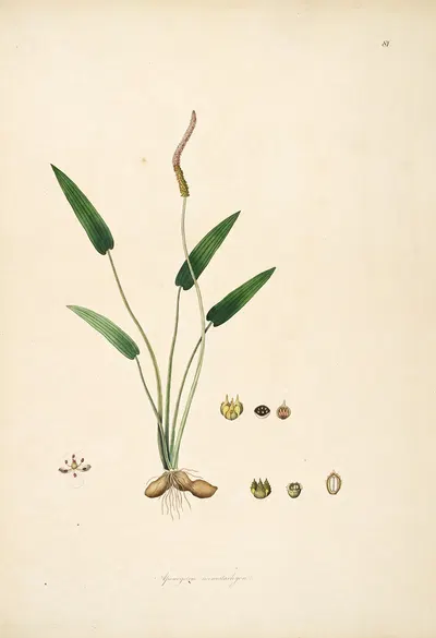 Plants of the coast of Coromandel Pl.081 by William Roxburgh, 1795-1819 — digital art print download