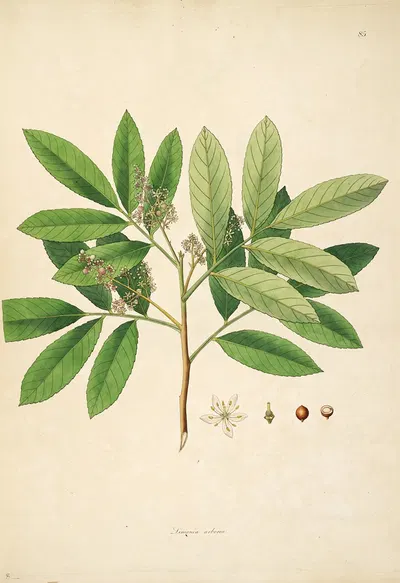 Plants of the coast of Coromandel Pl.085 by William Roxburgh, 1795-1819 — digital art print download