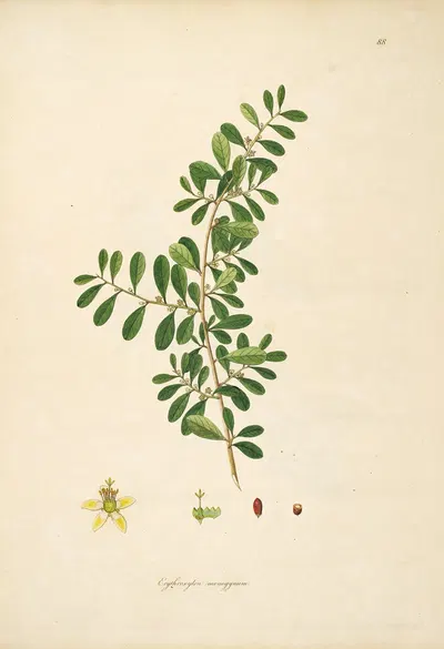 Plants of the coast of Coromandel Pl.088 by William Roxburgh, 1795-1819 — digital art print download