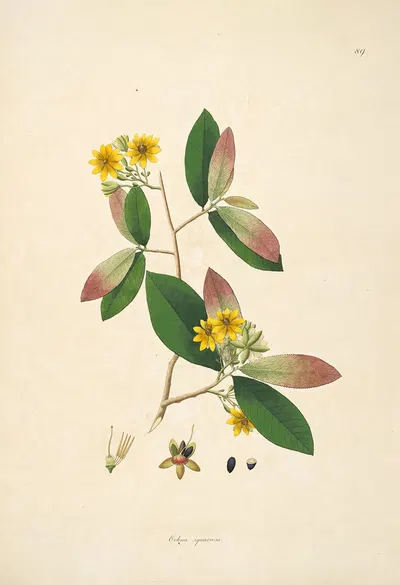 Plants of the coast of Coromandel Pl.089 by William Roxburgh, 1795-1819 — digital art print download
