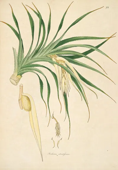 Plants of the coast of Coromandel Pl.094 by William Roxburgh, 1795-1819 — digital art print download