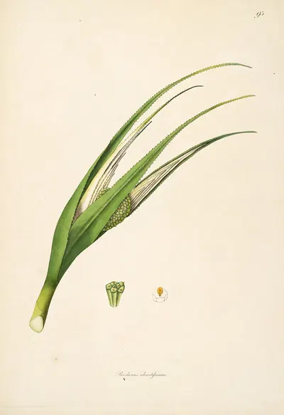 Plants of the coast of Coromandel Pl.095 by William Roxburgh, 1795-1819 — digital art print download