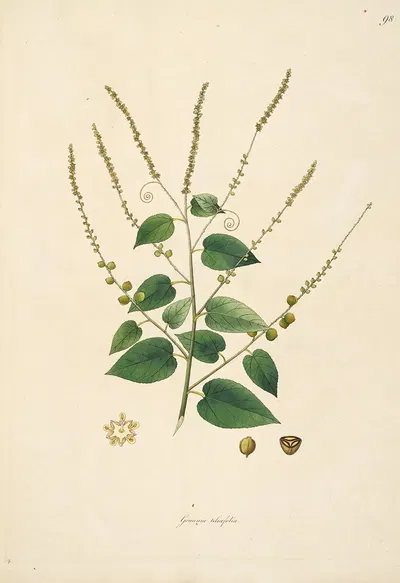 Plants of the coast of Coromandel Pl.098 by William Roxburgh, 1795-1819 — digital art print download