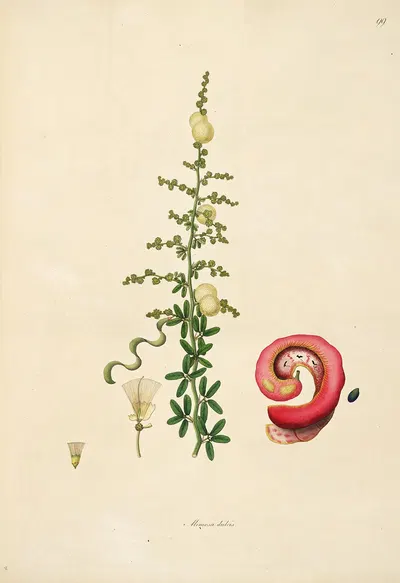 Plants of the coast of Coromandel Pl.099 by William Roxburgh, 1795-1819 — digital art print download