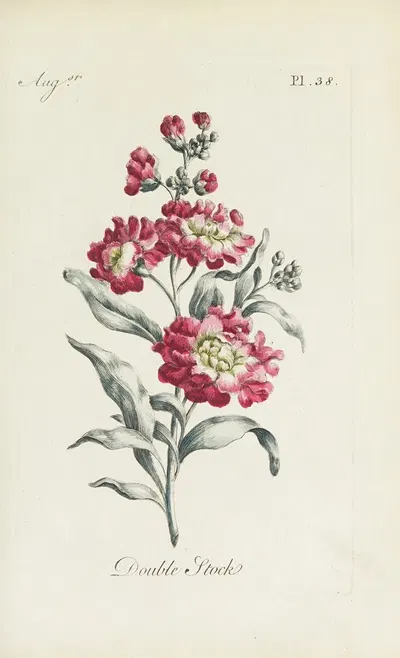 Double Stock by Carington Bowles, 1770 — digital art print download