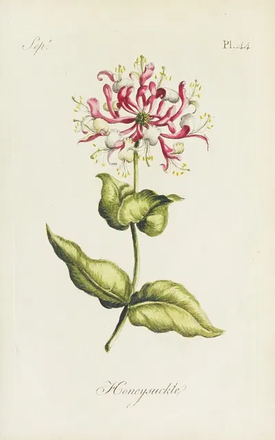 Honeysuckle by Carington Bowles, 1770 — digital art print download