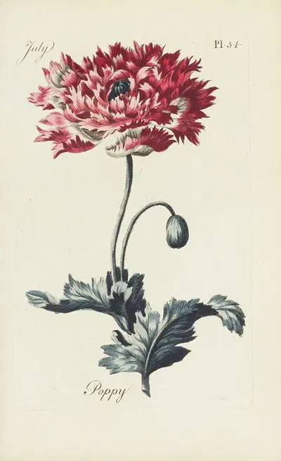 Poppy by Carington Bowles, 1770 — digital art print download