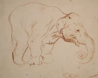 Standing elephant by Даниэль Николай Ходовецкий, 1792 — digital art print download