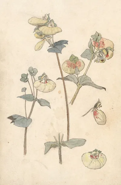 Bloemstudies by Тео Нивенхейс, 1876 - 1951 — digital art print download