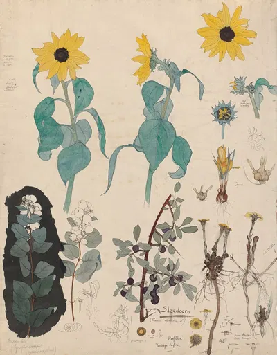 Study Sheet of Sunflowers, Snowberry, and Blackthorn by Тео Нивенхейс, c. 1895 — digital art print download