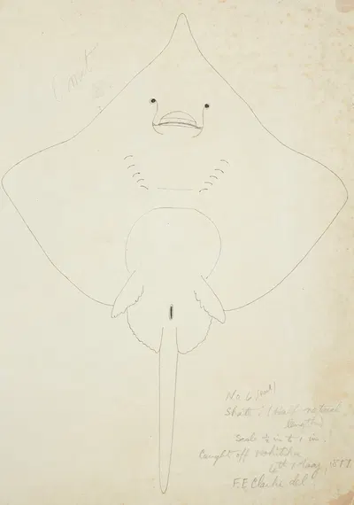 Raja nasuta (NZ); Rough skate by Frank Edward Clarke, 1877 — digital art print download