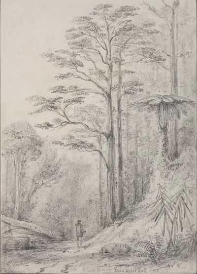 Black birch forest, Upper Hutt by William Swainson, 1847 — digital art print download