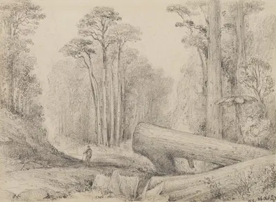 Hutt Road, round the first gorge, looking down by William Swainson, 1847 — digital art print download