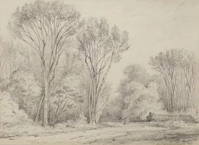 Manuka Grove on Taines Section, Upper Hutt by William Swainson, 1848 — digital art print download