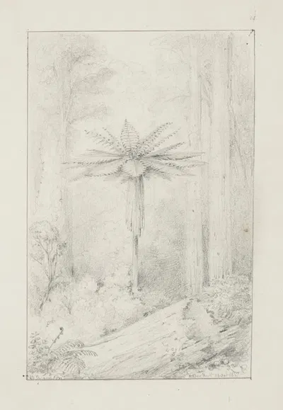 Soft leaved tree fern, Upper Hutt by William Swainson, 1847 — digital art print download