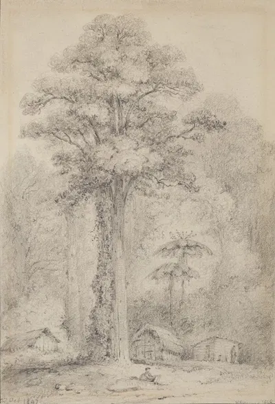White pine, Stokes Valley, Upper Hutt by William Swainson — digital art print download