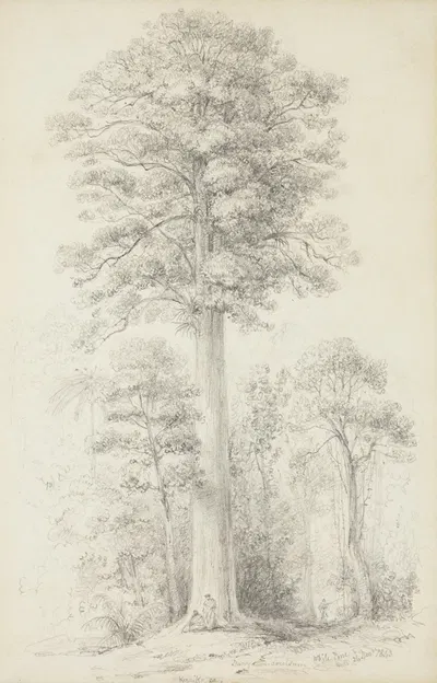 White pine by William Swainson, 1843 — digital art print download