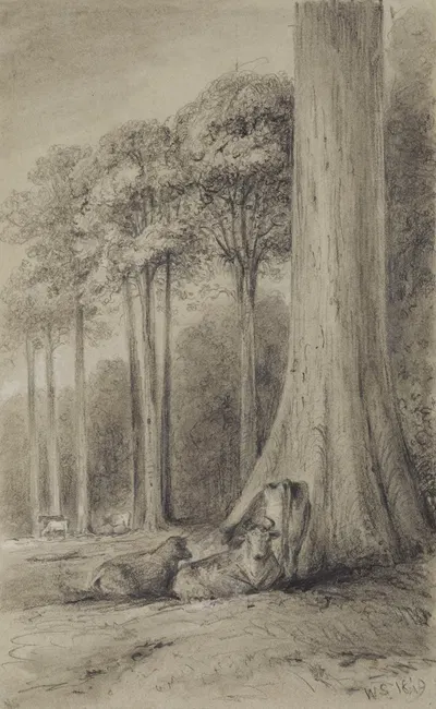 White pines, Hutt Forest by William Swainson, 1849 — digital art print download