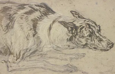 Gefleckter Hundekopf mit Vorderpfoten by Франс Снайдерс — digital art print download