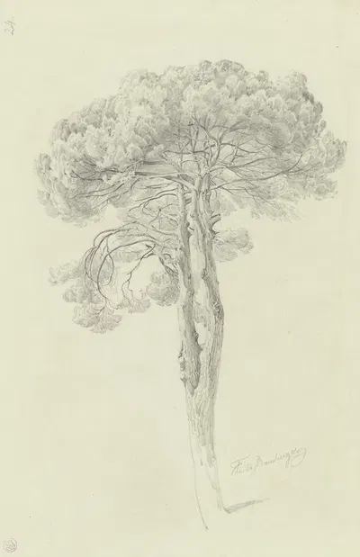 A pine by Fritz Bamberger — digital art print download