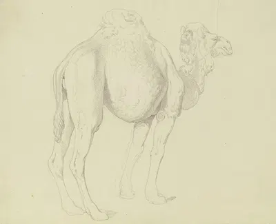 One-humped camel to the right by Gustav Heinrich Naecke — digital art print download