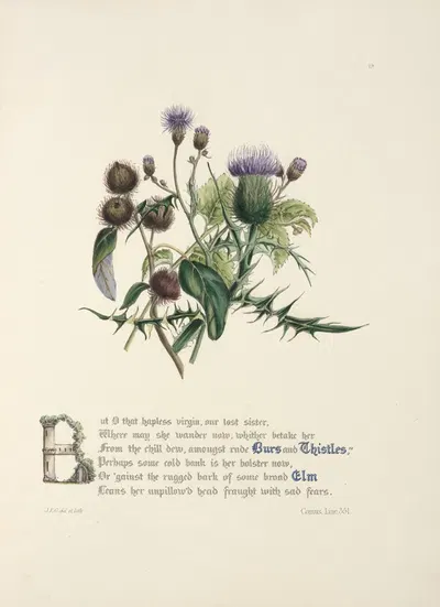 Burrs and thistles, elm by Jane Elizabeth Giraud, 1846 — digital art print download