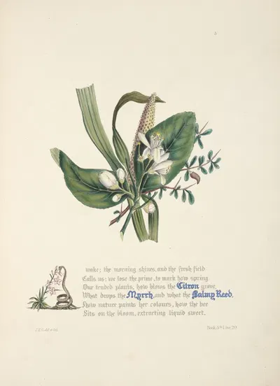 Citron, myrrh and balmy reed by Jane Elizabeth Giraud, 1846 — digital art print download