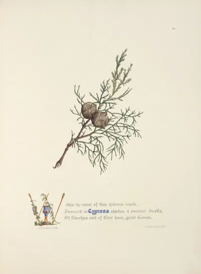 Cypress by Jane Elizabeth Giraud, 1846 — digital art print download
