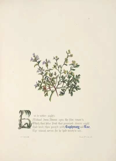 Euphrasy and rue. by Jane Elizabeth Giraud, 1846 — digital art print download