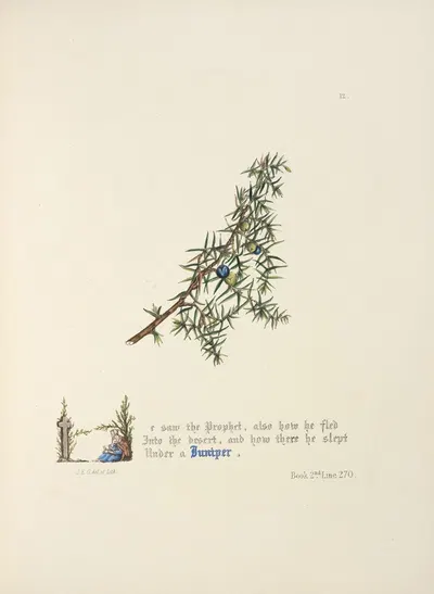 Juniper by Jane Elizabeth Giraud, 1846 — digital art print download