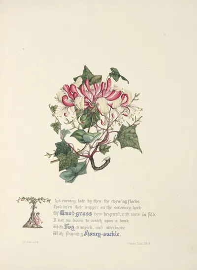 Knot grass, ivy and honeysuckle by Jane Elizabeth Giraud, 1846 — digital art print download