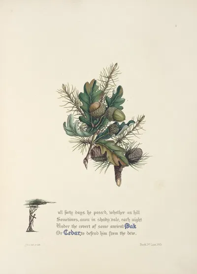 Oak and cedar by Jane Elizabeth Giraud, 1846 — digital art print download