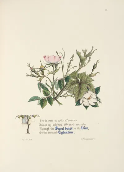 Sweet briar, eglantine, and vine by Jane Elizabeth Giraud, 1846 — digital art print download