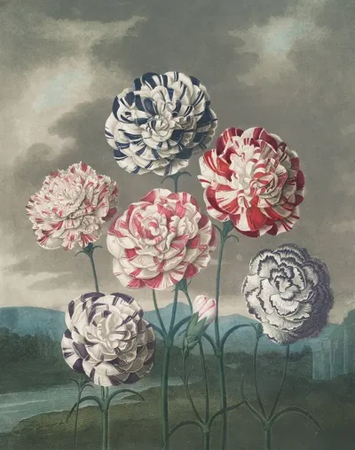 A group of carnations by Robert John Thornton, 1807 — digital art print download