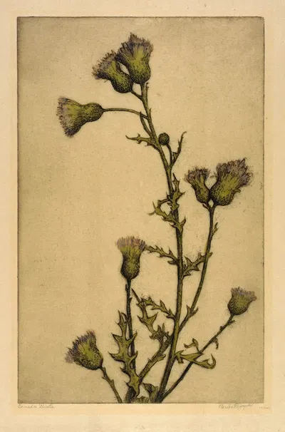 Canada Thistle by Bertha Jaques — digital art print download