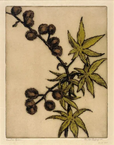 Castor Bean by Bertha Jaques — digital art print download