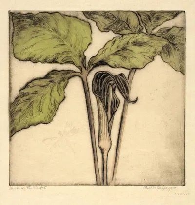 Jack in the Pulpit by Bertha Jaques — digital art print download