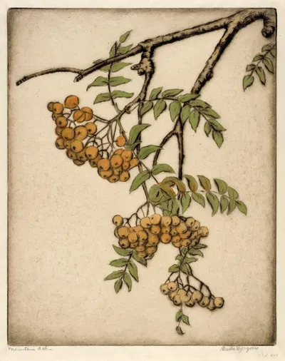 Mountain Ash by Bertha Jaques — digital art print download