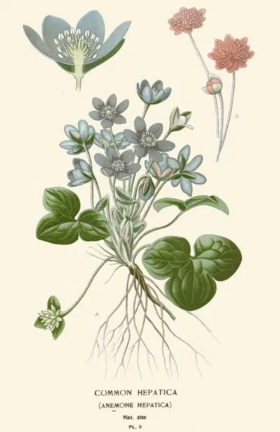 Common Hepatica by Edward Step, 1896-1897 — digital art print download