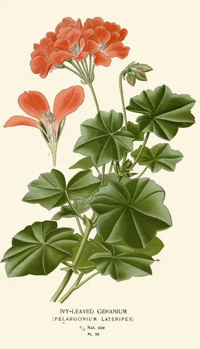 Ivy-leaved Geranium by Edward Step, 1896-1897 — digital art print download