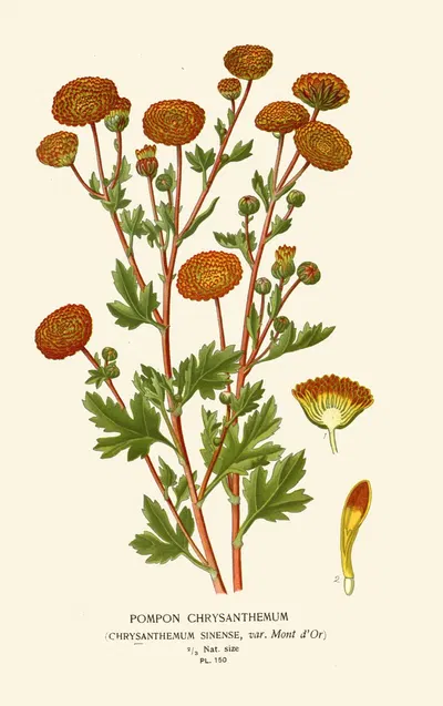 Pompon Chrysanthemum by Edward Step, 1896-1897 — digital art print download