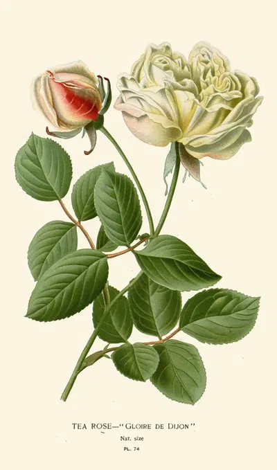Tea Rose by Edward Step, 1896-1897 — digital art print download