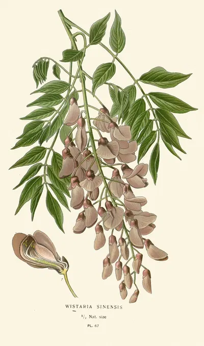 Wistaria Sinensis by Edward Step, 1896-1897 — digital art print download