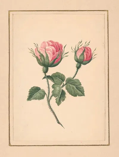Rose blossoms on stem with leaves by William Wood Thackara, 1820-1839 — digital art print download
