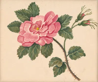 Rose on a stem with leaves and unopened blossoms by William Wood Thackara, 1820-1839 — digital art print download