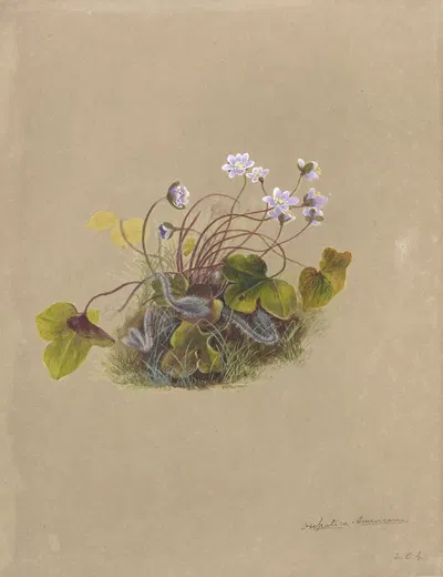 Deborah Griscom Passmore watercolor album Pl.07 by Deborah Griscom Passmore, 1911 — digital art print download